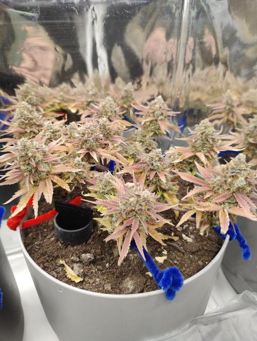 Auto in Auto and other small grows. Week 1 - Almost done