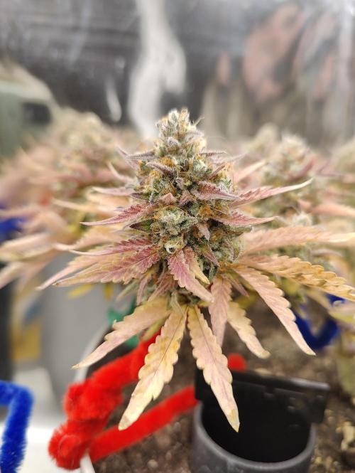 Auto in Auto and other small grows. Week 1 - Nice colors