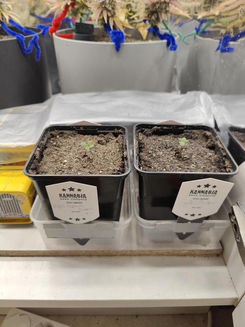 Auto in Auto and other small grows. Week 1 - Fresh one's 