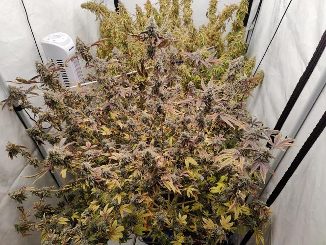 Zoap Rosé in swimming school. Week 25 - Huge