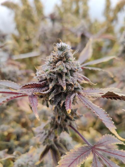 Zoap Rosé in swimming school. Week 25 - Flower