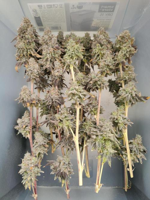 Zoap Rosé in swimming school. Week 25 - Sticks