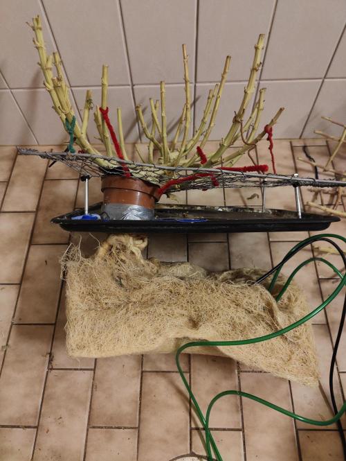 Zoap Rosé in swimming school. Week 25 - Trunk and roots