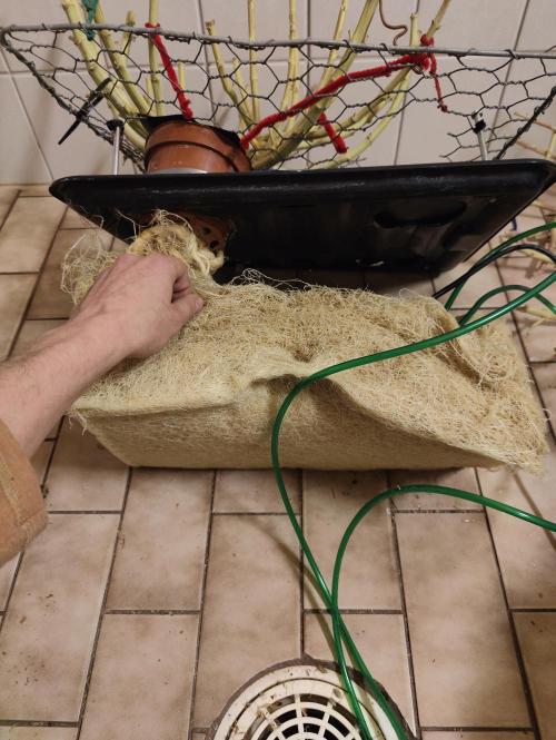 Zoap Rosé in swimming school. Week 25 - Root mat