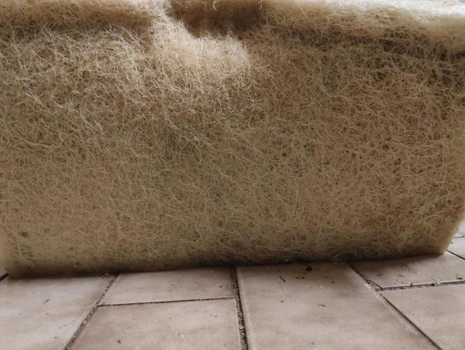 Zoap Rosé in swimming school. Week 25 - Roots