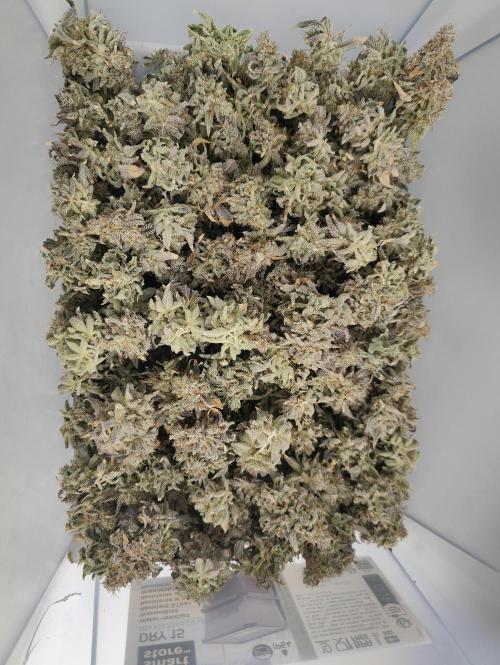 Zoap Rosé in swimming school. Week 25 - Couple nuggets