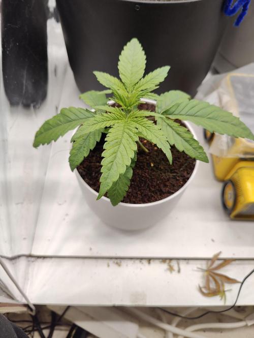 Auto in Auto and other small grows. Week 2 - Before topping