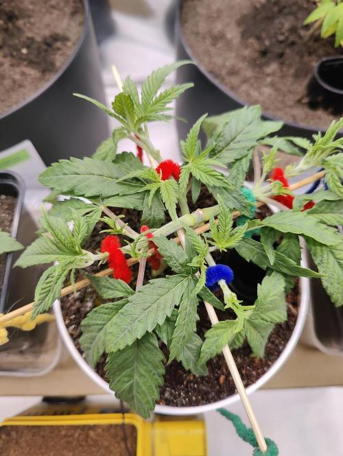 Auto in Auto and other small grows. Week 2 - Tied