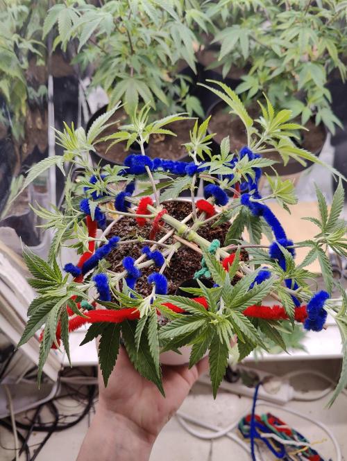 Auto in Auto and other small grows. Week 2 - After