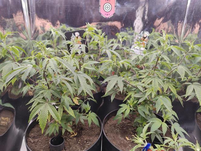 Auto in Auto and other small grows. Week 2 - Zoap Rose clones