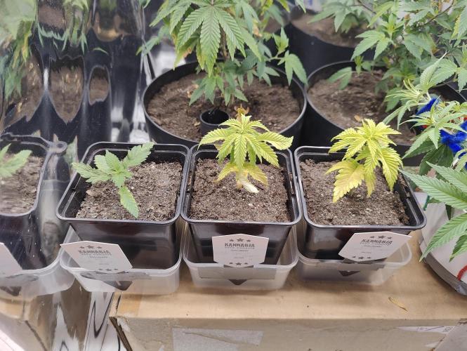 Auto in Auto and other small grows. Week 2 - Over watered