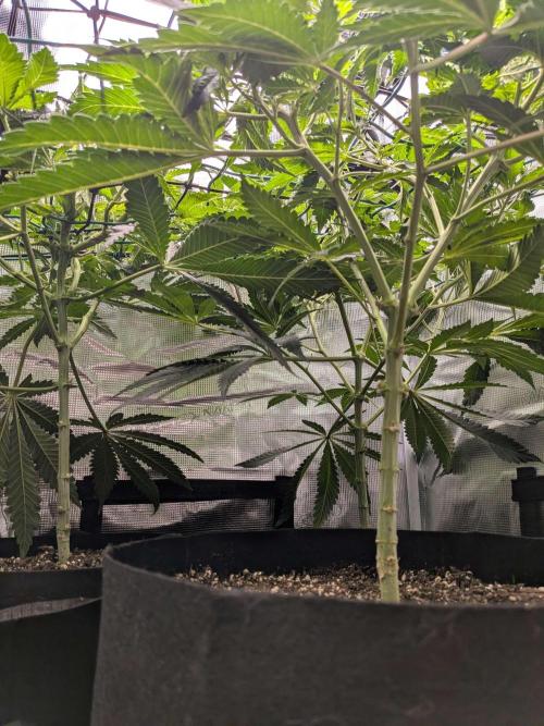 Purest Indica. Week 10