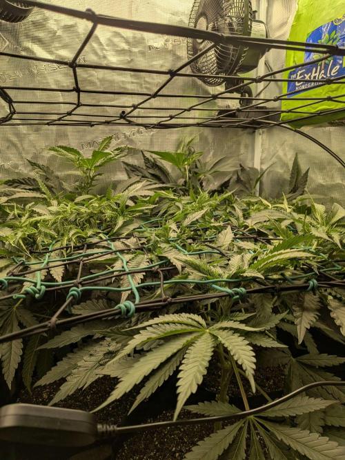 Purest Indica. Week 10