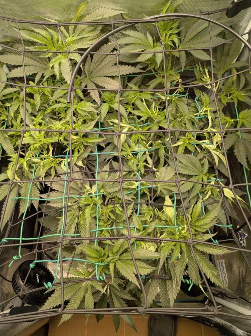 Purest Indica. Week 10