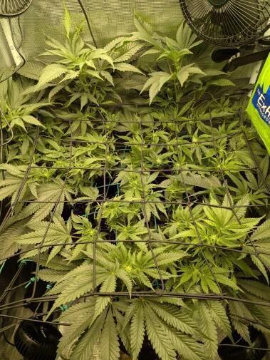 Purest Indica. Week 12