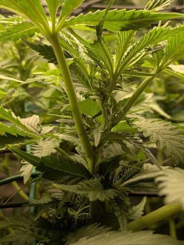 Purest Indica. Week 12