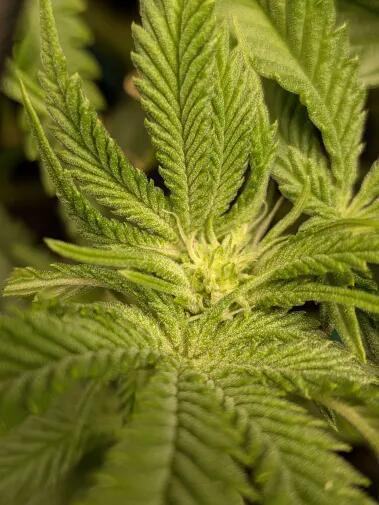 Purest Indica. Week 12