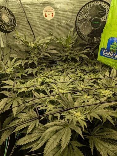 Purest Indica. Week 13