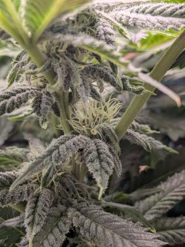 Purest Indica. Week 13