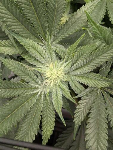 Purest Indica. Week 13