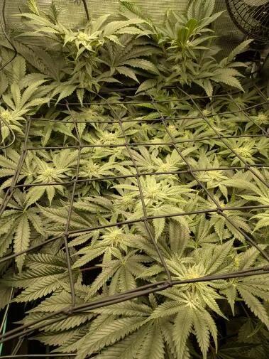 Purest Indica. Week 14