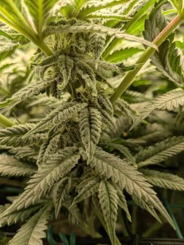 Purest Indica. Week 14