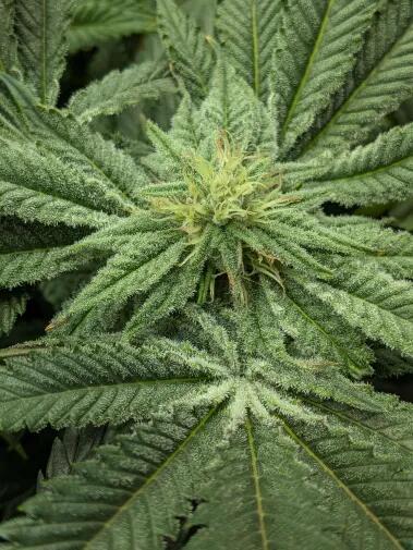 Purest Indica. Week 14