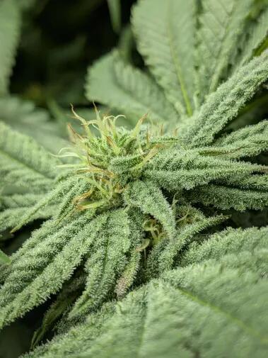 Purest Indica. Week 14