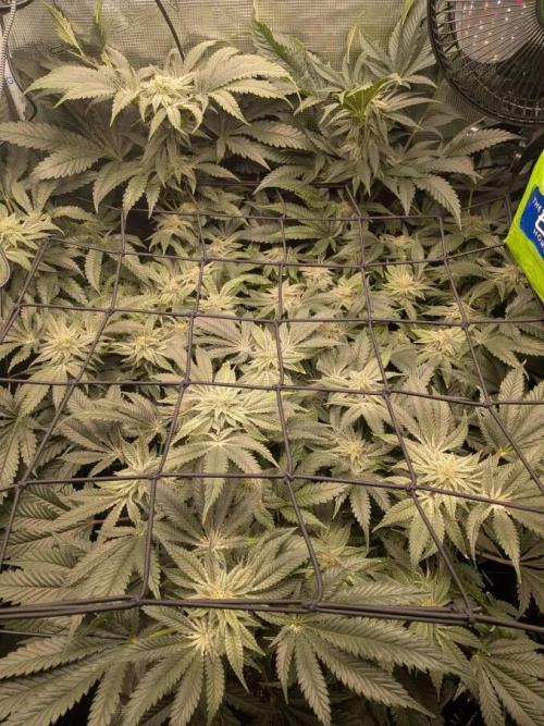 Purest Indica. Week 15