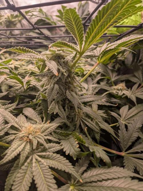 Purest Indica. Week 15