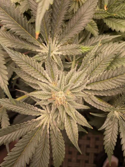 Purest Indica. Week 15