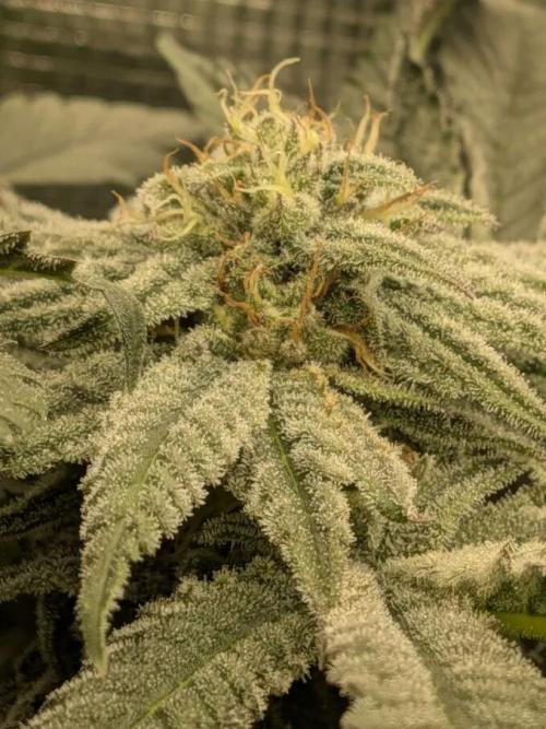 Purest Indica. Week 15