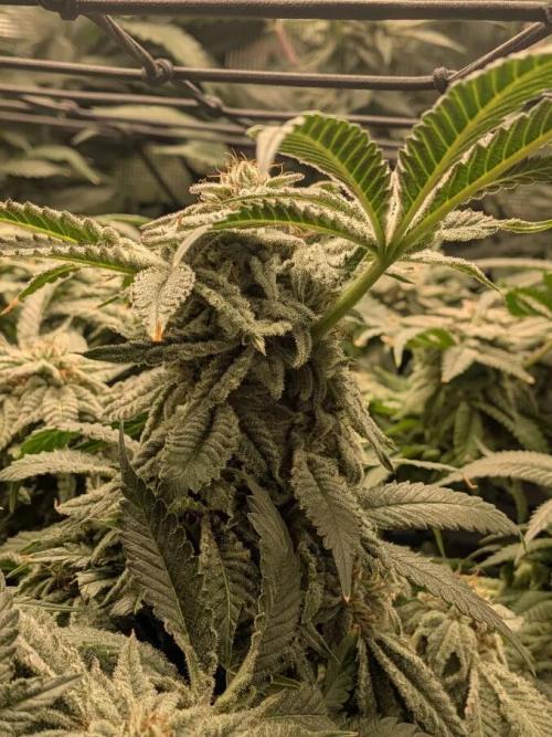 Purest Indica. Week 16