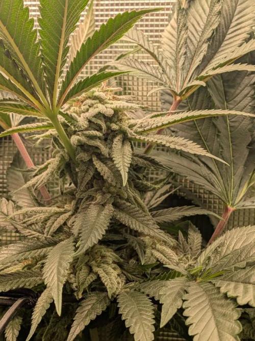 Purest Indica. Week 16