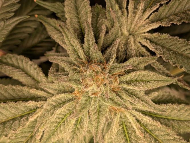 Purest Indica. Week 16