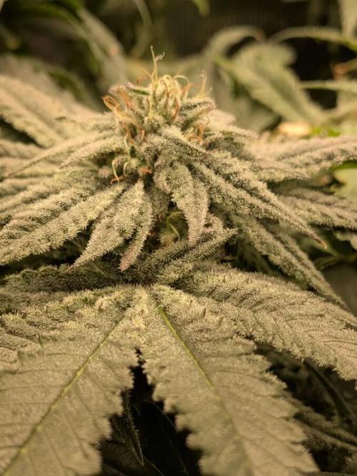 Purest Indica. Week 16