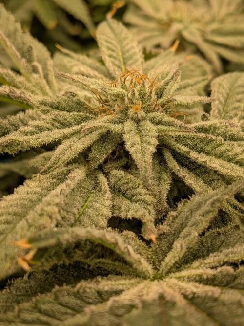 Purest Indica. Week 16