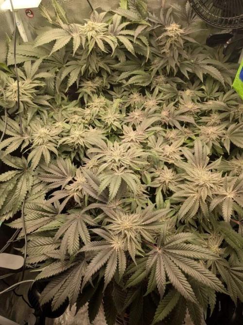 Purest Indica. Week 17