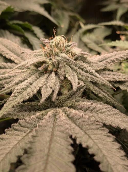 Purest Indica. Week 17