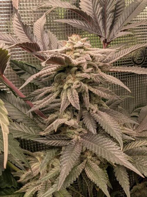 Purest Indica. Week 17