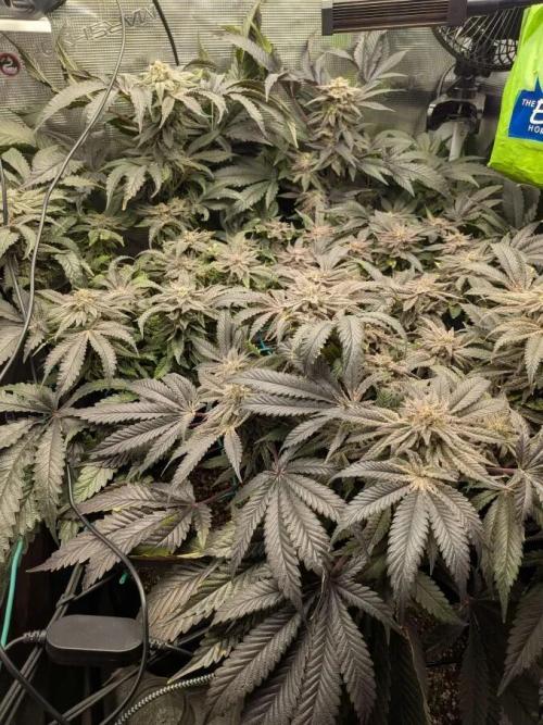 Purest Indica. Week 18