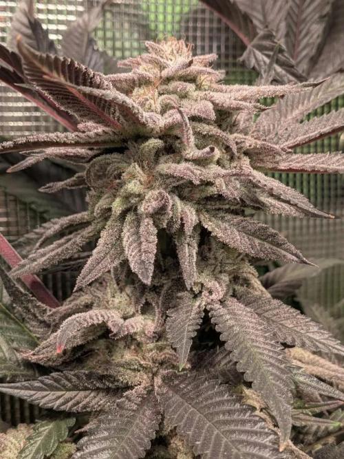 Purest Indica. Week 18