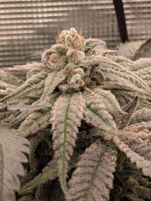 Purest Indica. Week 18