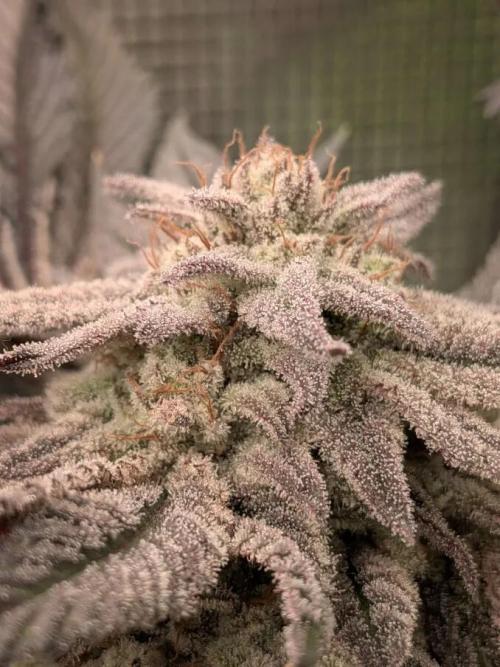 Purest Indica. Week 18