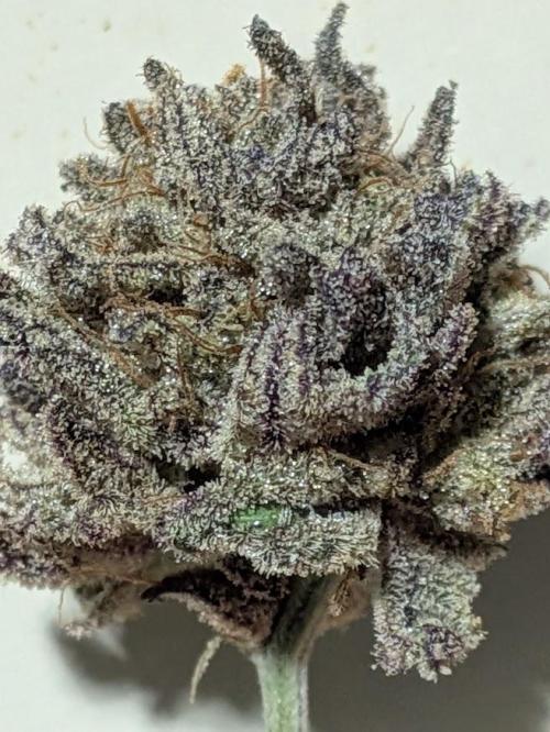 Purest Indica. Week 19