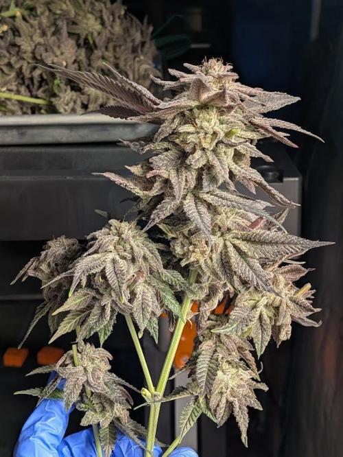 Purest Indica. Week 19