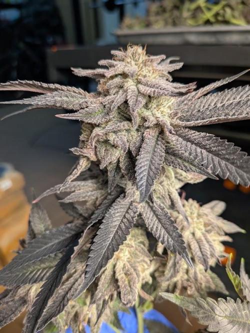 Purest Indica. Week 19