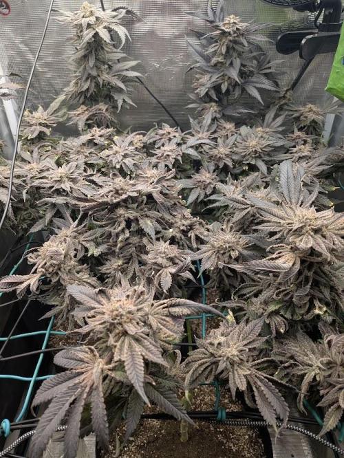 Purest Indica. Week 19