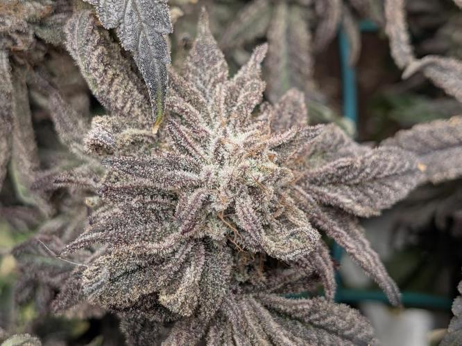Purest Indica. Week 19