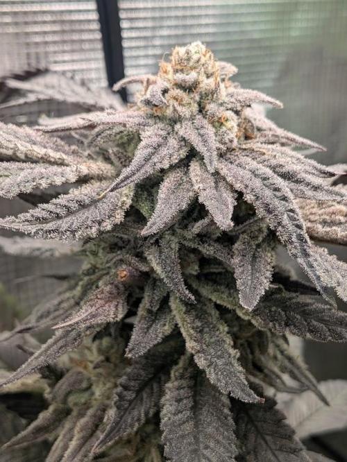 Purest Indica. Week 19